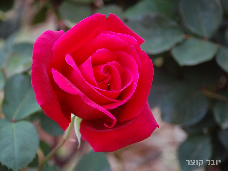 כלאי תה - קרייזלר אימפריאל