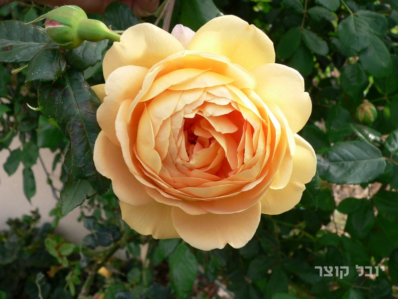 ורד אנגלי - גולדן סלבריישן