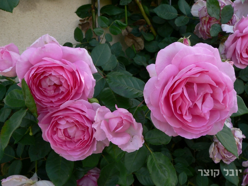 ורד אנגלי - ג'יטה