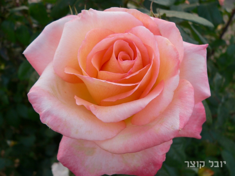 כלאי תה - אמדאוס