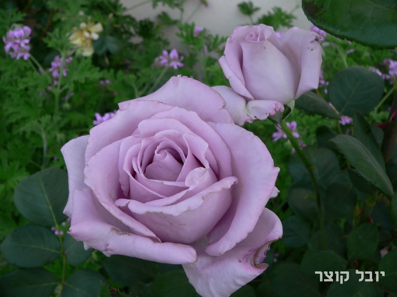 כלאי תה - בלו מון