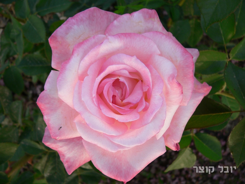 כלאי תה - סיקרט