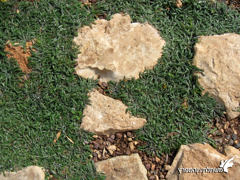 דימונדיה מרגריטה